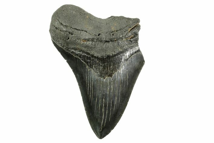 Partial Fossil Megalodon Tooth - Serrated Blade #365809